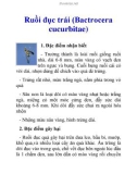 Ruồi đục trái (Bactrocera cucurbitae)