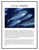 Cá vua - Kingfish