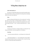 Trồng Dưa chuột bao tử