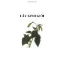 CÂY KINH GIỚI