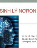 Bài giảng Sinh lý nơron - BS.TS. Lê Đình Tùng