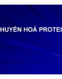 CHUYỂN HOÁ PROTEIN