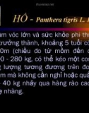 Động vật làm thuốc_Phần 19