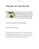 Cháo Hoa Cúc Chữa Đau Mắt