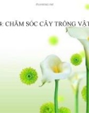 Bài giảng Đạo đức 3 bài 14: Chăm sóc cây trồng vật nuôi