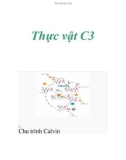 Thực vật C3 Chu trình Calvin .