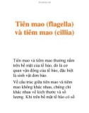 Tiên mao (flagella) và tiêm mao (cillia)