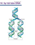 Chương IV. Sự tái bản DNA