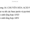 Chuyển hóa acid Nucleic