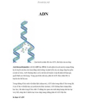 ADN