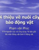 Giới thiệu về nuôi cấy tế bào động vật