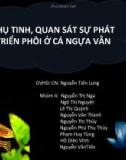 THỤ TINH, QUAN SÁT SỰ PHÁT TRIỂN PHÔI Ở CÁ NGỰA VẰN