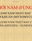 Bài giảng Giới nấm (Fungi)