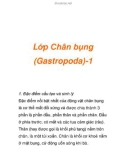 Lớp Chân bụng (Gastropoda)-1