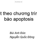 Chết theo phương trình tế bào apoptosis