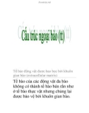 cấu trúc ngoại bào (tt)