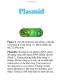 Plasmid