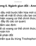 Giáo trình Sinh học - Ngành giun đốt - Annelida