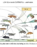 Lớp ếch nhái, lưỡng cư - Amphibia