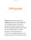 DNA gyrase