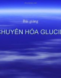 Chuyển hóa Glucid