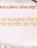 Bài giảng Sinh học 7 bài 48: Đa dạng của lớp thú, bộ thú huyệt, bộ thú túi