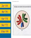 Bài giảng môn Sinh học lớp 12 bài 5: Nhiễm sắc thể và đột biến cấu trúc nhiễm sắc thể