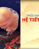 Phôi thai hệ tiết niệu