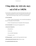 Công nhận cây trội (cây mẹ); mã số hồ sơ 148256