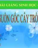 Bài giảng Sinh học 6 bài 45: Nguồn gốc của cây trồng