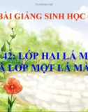 Bài giảng Sinh học 6 bài 42: Lớp hai lá mầm và lớp 1 lá mầm