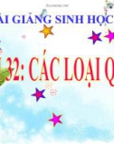 Bài giảng Sinh học 6 bài 32: Các loại quả