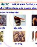 Giáo án điện tử môn môn sinh học: cấu tạo của ngành giun