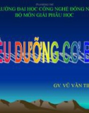 Bài giảng Điều dưỡng cơ bản I: Lịch sử điều dưỡng - GV. Vũ Văn Tiến