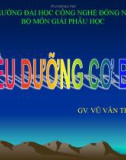 Bài giảng Điều dưỡng cơ bản I: Những nguyên lý điều dưỡng cơ bản - GV. Vũ Văn Tiến