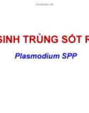 Bài giảng Ký sinh trùng sốt rét (Plasmodium SPP)