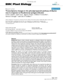 báo cáo khoa học: Transcriptome changes in the phenylpropanoid pathway of Glycine max in response to Pseudomonas syringae infection