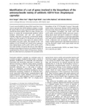 Báo cáo Y học: Identiﬁcation of a set of genes involved in the biosynthesis of the aminonucleoside moiety of antibiotic A201A from Streptomyces capreolus