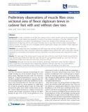 Báo cáo y học: Preliminary observations of muscle fibre cross sectional area of flexor digitorum brevis in cadaver feet with and without claw toes