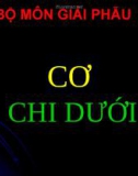 Bộ môn giải phẫu cơ chi dưới