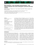 Báo cáo khoa học: Neuropeptide Y and osteoblast differentiation – the balance between the neuro-osteogenic network and local control