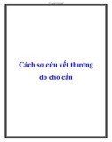 Cách sơ cứu vết thương do chó cắn