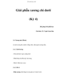 Giải phẫu xương chi dưới (Kỳ 4)