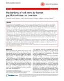 Báo cáo khoa học: Mechanisms of cell entry by human papillomaviruses: an overview