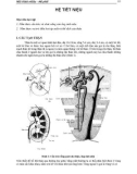 Bài giảng Mô phôi: Hệ tiết niệu