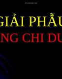 Bài giảng Giải phẫu: Vùng chi dưới