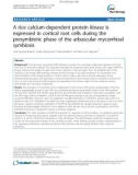 báo cáo khoa học: A rice calcium-dependent protein kinase is expressed in cortical root cells during the presymbiotic phase of the arbuscular mycorrhizal symbiosis