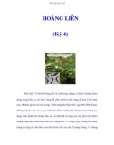 HOÀNG LIÊN (Kỳ 4)