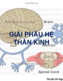 Bài giảng Giải phẫu hệ thần kinh - ThS.BS. Võ Nguyên Thủ