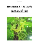 Hoa thiên lý - Vị thuốc an thần, bổ tâm